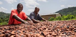 DOMINICAN GOLDEN TREASURE - CACAO