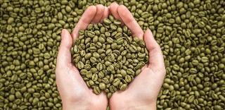 GREEN COFFEE - THE SECRET REVEALED