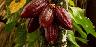 ¿CÓMO CRECE EL CACAO?