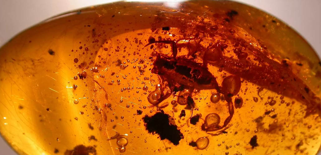 DOMINICAN AMBER DOMINICAN AMBER